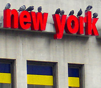 Pigeons, NYC 2005