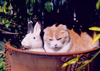 rabbit-cat