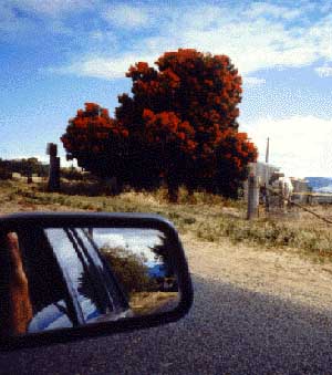 Red Tree