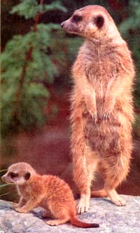 Meerkats