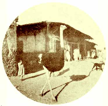 Photo of Rimbaud's house, Harar, with ostrich