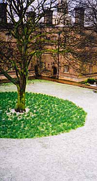 Tree and daffodils in hail, Jesus College Chapel Court