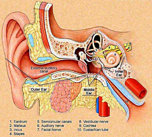 Diagram of the ear - copyright Northwestern University