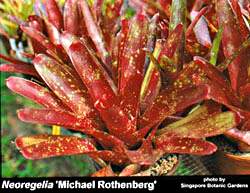Neoregelia Bromeliad named after Michael Rothenberg