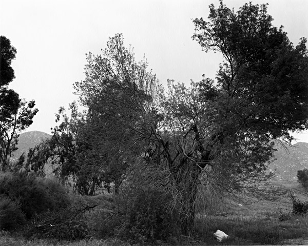 Robert Adams photo: Broken Trees, Near Box Springs Mountains, East of Riverside,
California, 1982; courtesy Fraenkel Gallery, San Francisco, © Robert Adams and the Fraenkel Gallery
