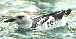 Guillemot